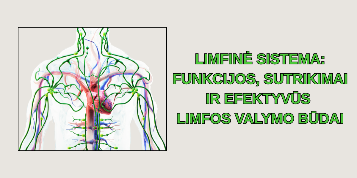 Limfinė sistema: funkcijos, sutrikimai ir efektyvūs limfos valymo būdai