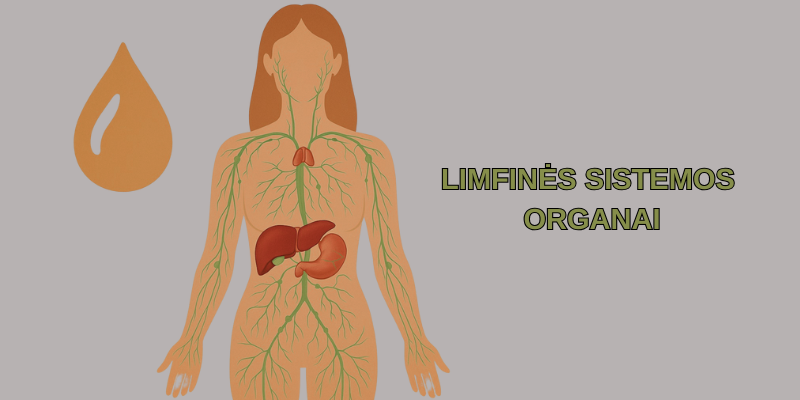 Limfinės-sistemos-organai